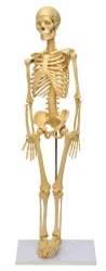 Model of human skeleton 85 cm. 11101-3