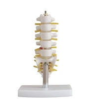 Lumbar spine (1:2), SK1110