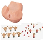 Simulator for advanced gynaecological examination F35