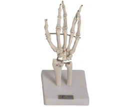 Bones of hand, item 11201-3