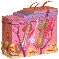 Model of skin structure, 41002