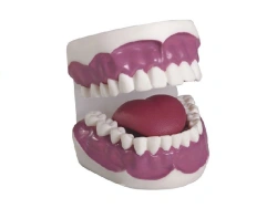 Dental care model, K2
