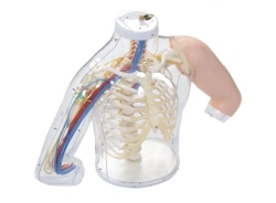 Transparent model with vessels and nerves for injection, H30