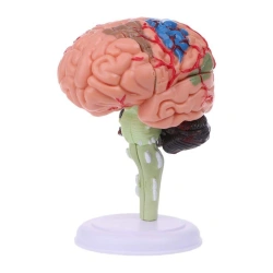 Model of brain with vessels (11 parts) 18220-1