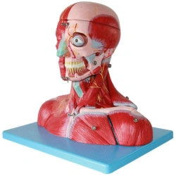 Model of muscles and vessels of head, neck 18211