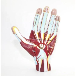 Anatomical model of the Palm, item 11306