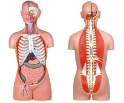 Torso (sexless) 85 cm, 10003B