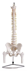 Spine with pelvic bones and hip joints (flexible), SK1105