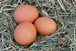 Fresh Grade 1 Chicken Eggs in Shell