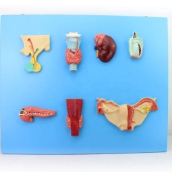 Model of endocrine organs, 19002