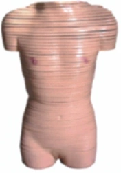Model of female torso (transverse sections), 30003