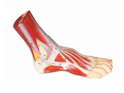 Model of foot anatomy, 11311
