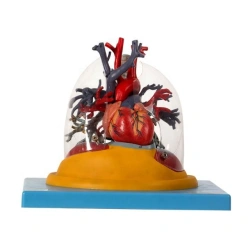 Model of heart, trachea, transparent lungs and bronchial tree 13013