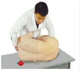 Model for practising lumbar puncture skills CK811