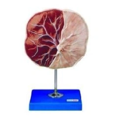 Model of placenta, F55(P)