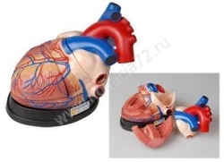 Heart Model S6016
