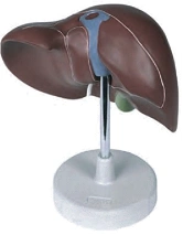 Liver model 12008