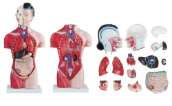 Female torso model 42 cm. (15 parts), T1006F