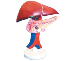 Model of liver, pancreas and duodenum, 12004-1