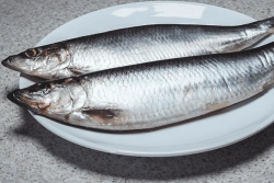 Pacific herring large undressed firmly salted with head