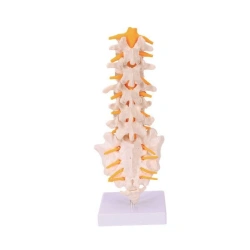 Spinal vertebrae model, 18105